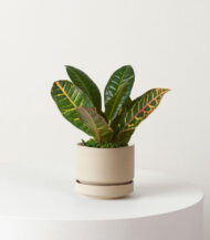 Indoor Plant Foliage Spray - Imagen 5