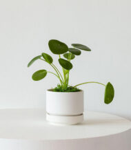 Coco Coir Pole - Imagen 2