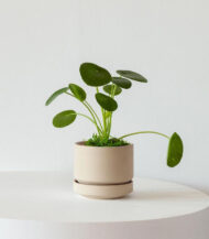 N’joy Pothos - Imagen 5
