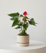 Anthurium – King of hearts - Imagen 2