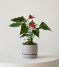 Anthurium – King of hearts - Imagen 3