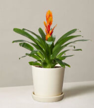 Gradvis - Imagen 3