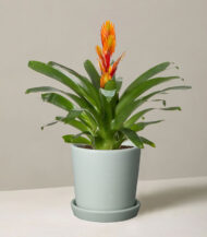 Peat Free Potting Mix - Imagen 3