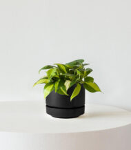 Philodendron Brasil - Imagen 4