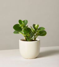 Indoor Plant Foliage Spray - Imagen 2