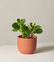 Peat Free Potting Mix - Imagen 2