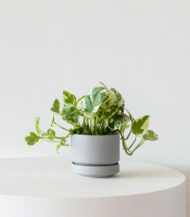 N’joy Pothos - Imagen 3