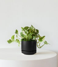 Organic Potting Mix - Imagen 2
