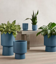 Peperomia Obtusifolia - Imagen 5